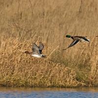 Mallard and Pochard 